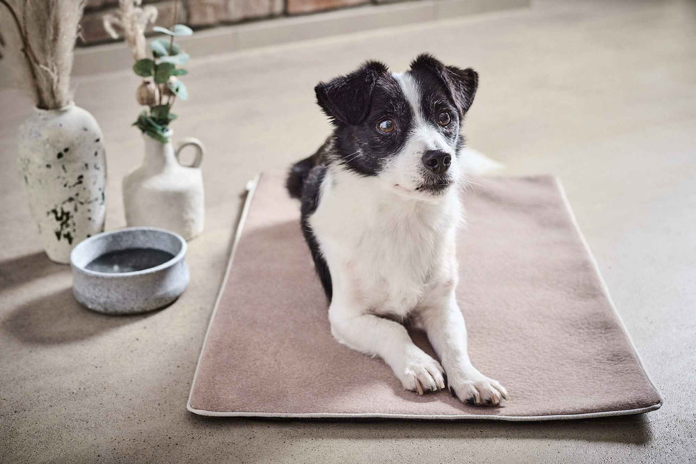 Multifunktions-Decke BUFFALO mit Hund auf neutralem Boden und stilvollen Vasen im Hintergrund. Ideal für tierfreundliche Räume.