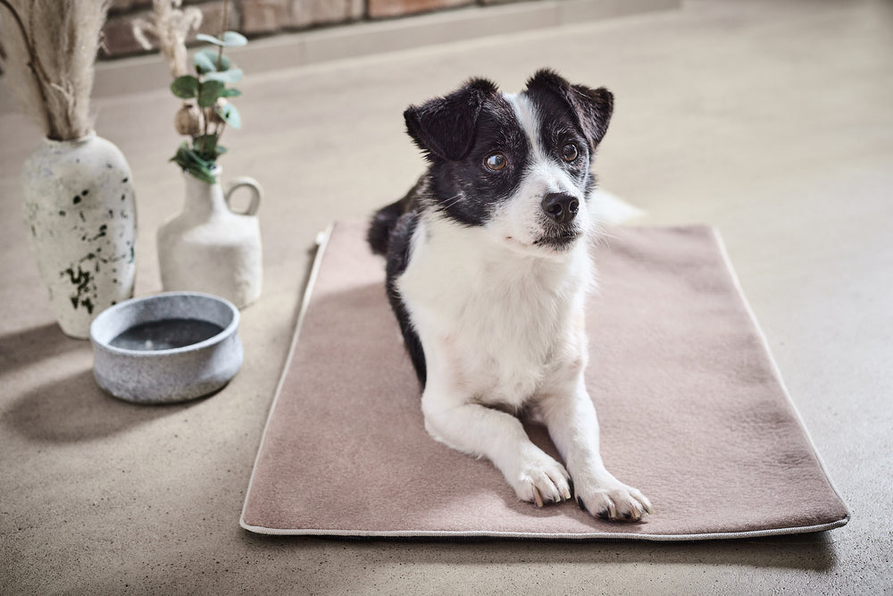 Kleiner Hund liegt entspannt auf beiger Hundematte, im modernen Raum mit Vase und Wasserschüssel.