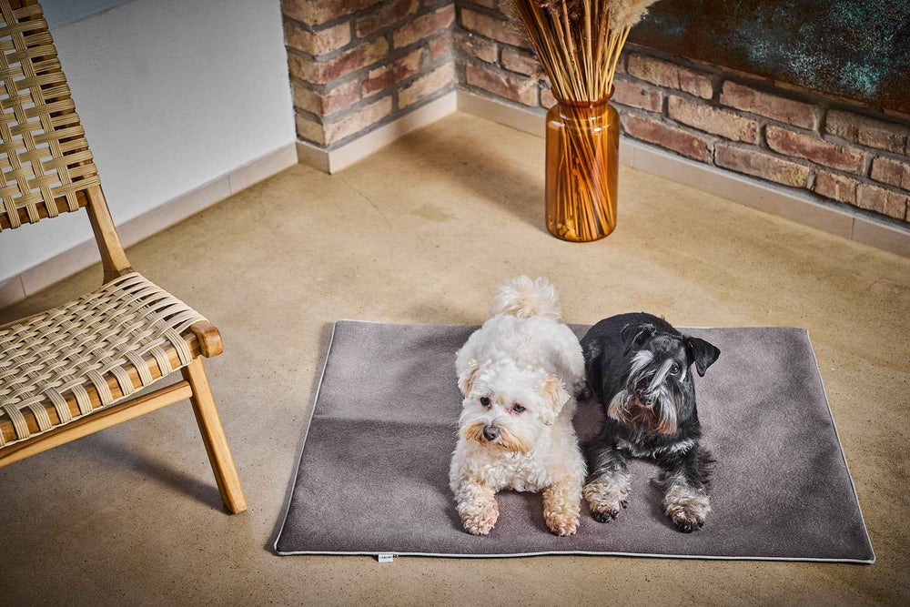 "Zwei Hunde auf einer braunen Multifunktions-Decke BUFFALO, entspannen in gemütlicher Umgebung mit Holzstuhl und Vase."