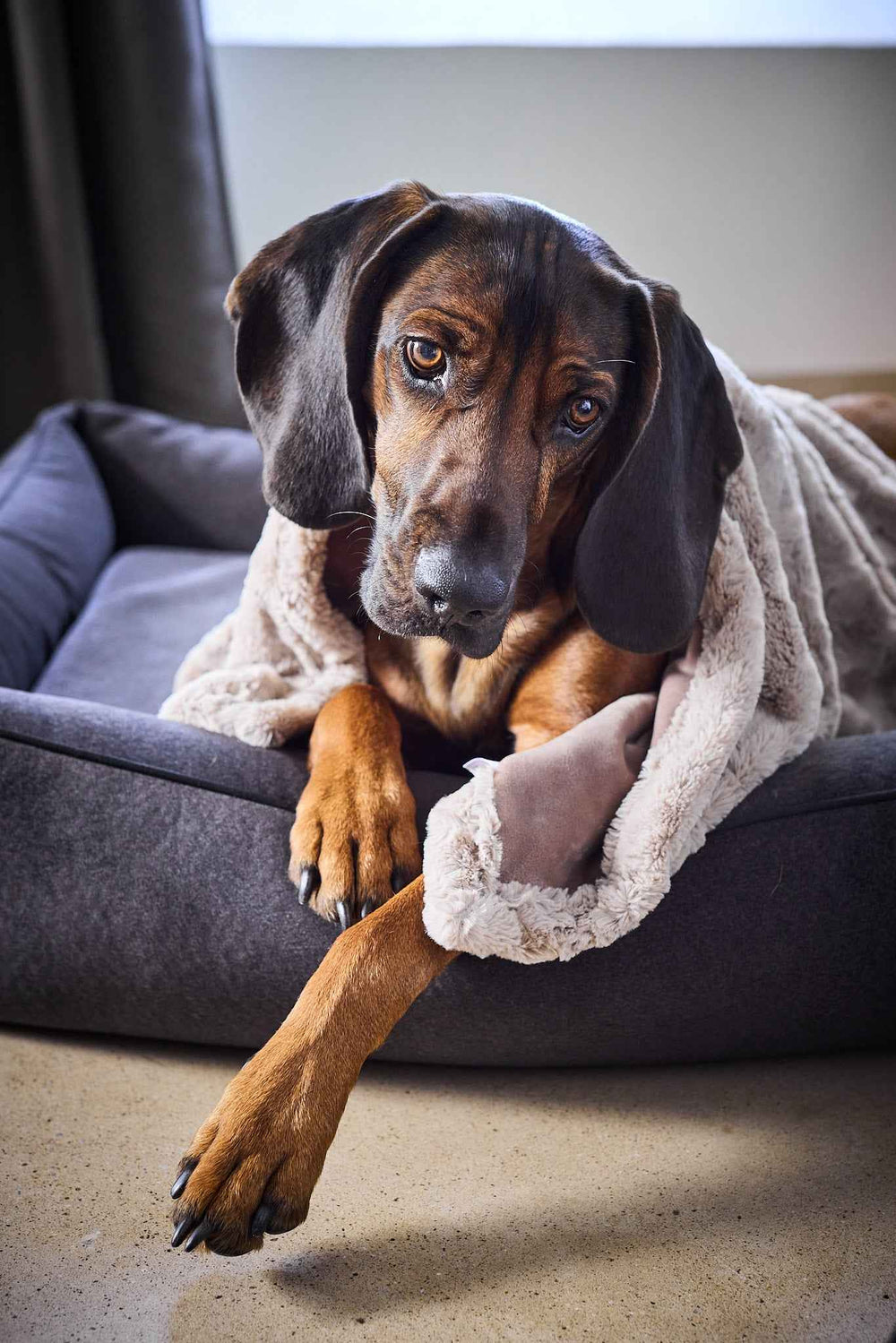 Brauner Hund liegt auf einem Hundebett, eingekuschelt in die edle Webpelz-Decke COZY vor einem Fenster.