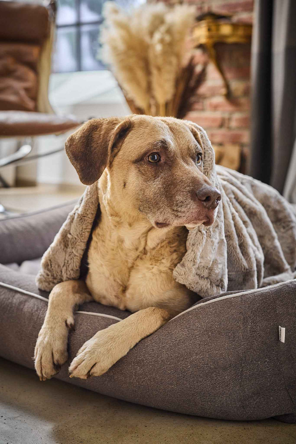 "Edle Webpelz-Decke COZY auf einem Hundebett mit hellbraunem Hund in moderner Einrichtung"