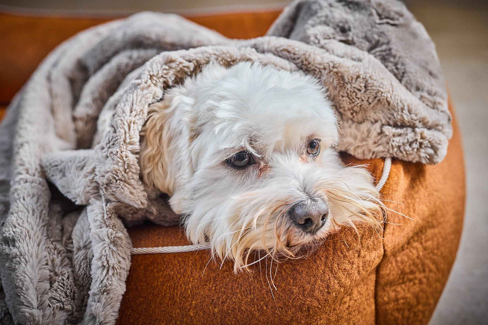 Weißer Hund in edler Webpelz-Decke COZY, entspannt auf orangefarbenem Kissen in gemütlicher Umgebung.