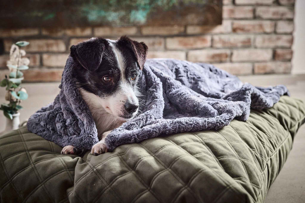 "Flauschige graue Webpelz-Decke COZY mit Hund auf grünem Kissen vor Backsteinmauern – ideal für gemütliche Momente."