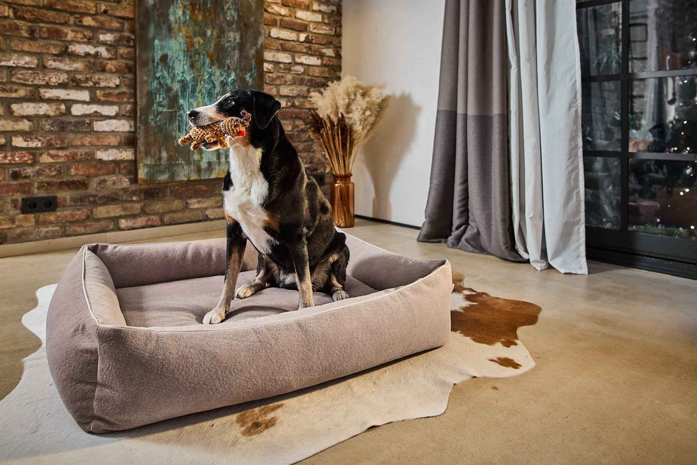 "Spielszenen mit Rudi Rentier, dem Kult-Spielzeug für Hunde, in modernem Wohnambiente auf einem beigen Hundebett."
