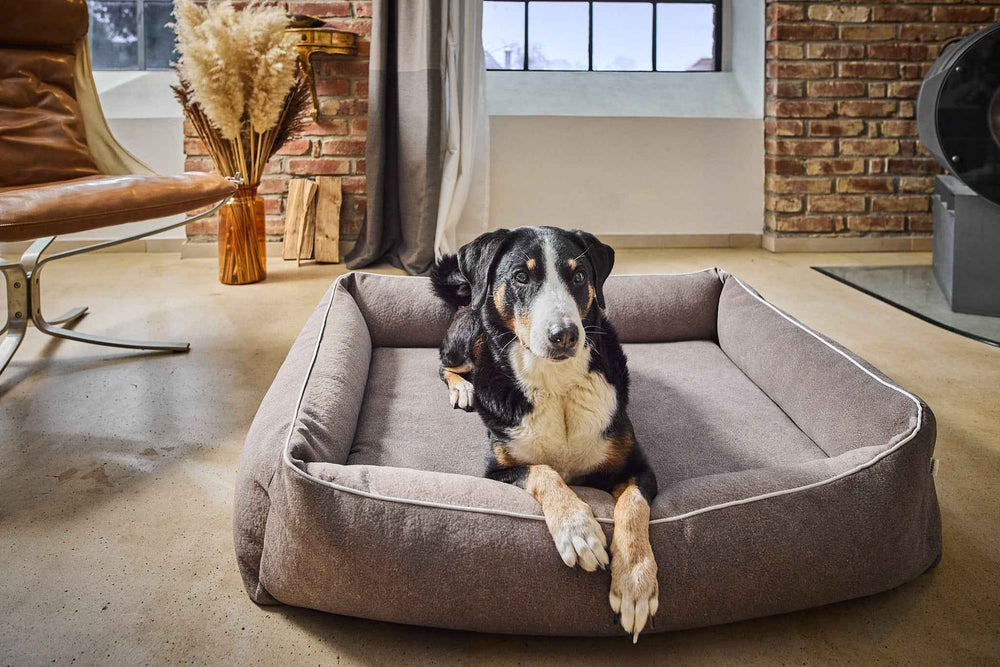 Entspannter Hund auf großem grauen ORTHO Hundebett BUFFALO in moderner Umgebung mit Betonboden und Ziegelwänden.
