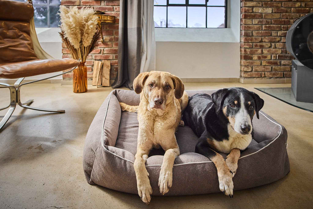 Zwei Hunde auf dem grauen CLASSIC Hundebett BUFFALO in einem gemütlichen Raum mit Sessel und Pflanze.