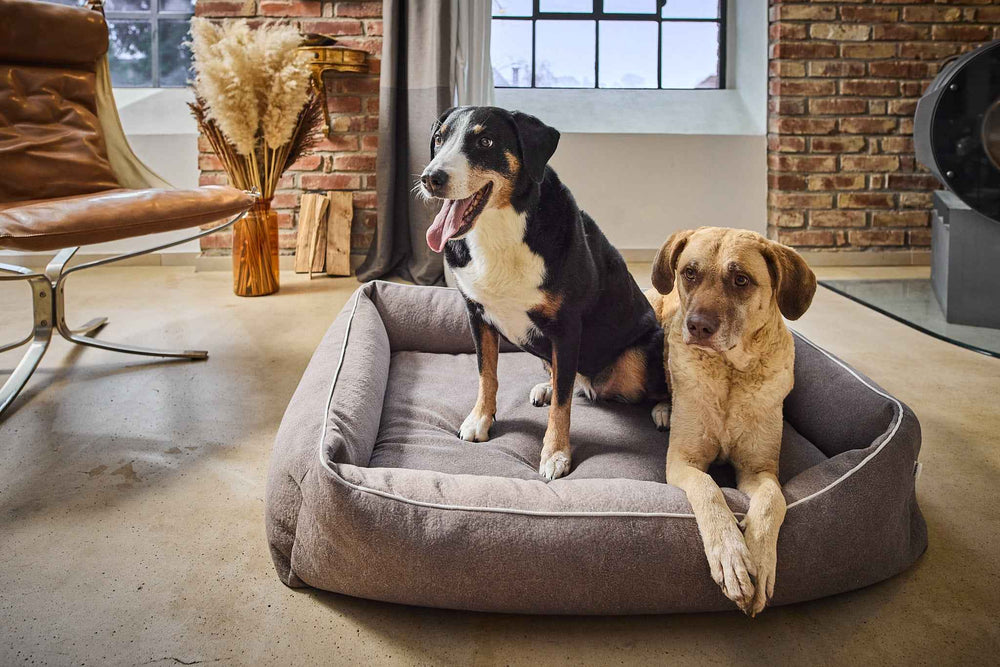 Großes graues ORTHO Hundebett BUFFALO mit zwei Hunden in modernem Ambiente und Ziegelsteinwand.