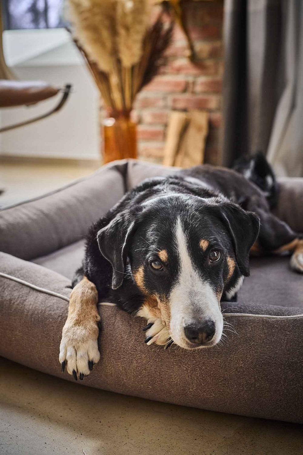 "Schwarzer Hund mit Abzeichen entspannt auf CLASSIC BUFFALO Hundebett, umgeben von dekorativen Elementen."