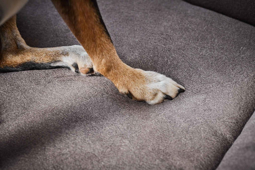 ALT-Text: Nahaufnahme einer Hundepfote auf dem grauen ORTHO BUFFALO Hundebett mit weichem Stoff und braun-weißem Fell.