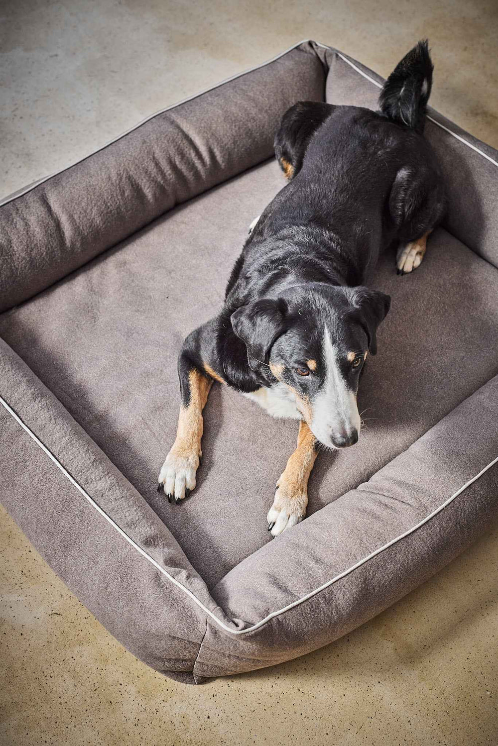 Entspannter Hund auf grauem ORTHO Hundebett BUFFALO mit erhöhten Rändern und hellem Kanten, hellen Boden im Hintergrund.