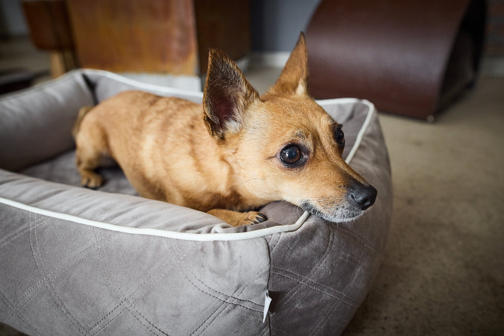 Kleiner brauner Hund sitzt auf grauem ORTHO Hundebett OXFORD, aufmerksam mit spitzen Ohren. Unscharfer Hintergrund mit Möbeln.