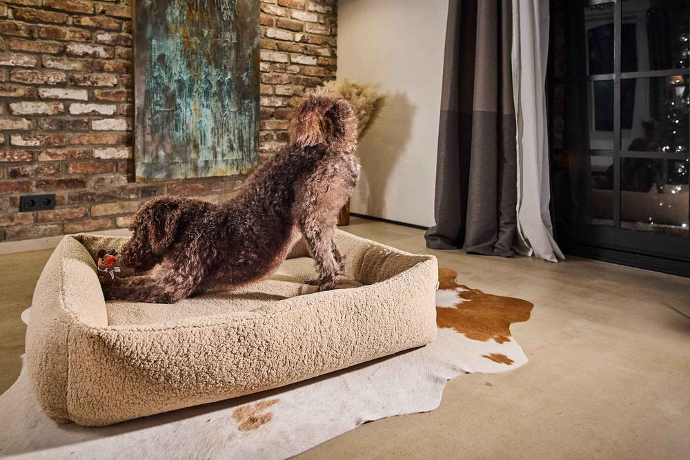 "Brauner, lockiger Hund spielt mit Winter Fun Spielzeug-Set auf Hundebett vor Backsteinwand und Fenster."