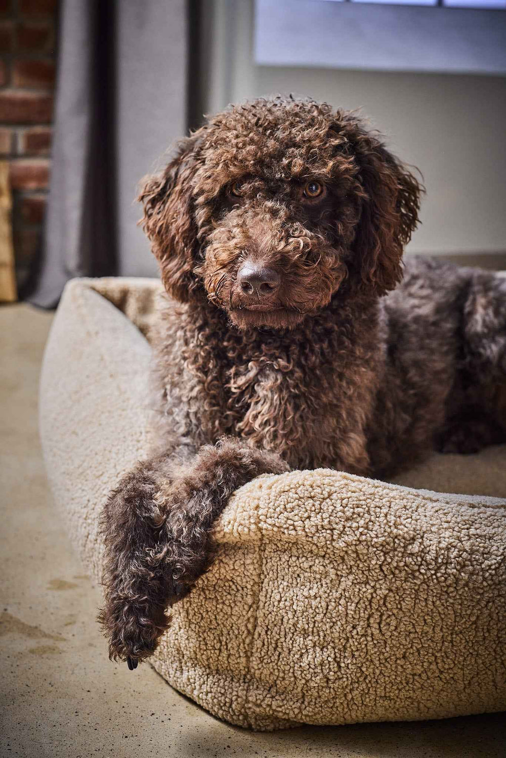 Brauner Hund im ORTHO Hundebett TEDDY, gemütlich im modernen Innenraum mit Fenster und Mauerwerk.