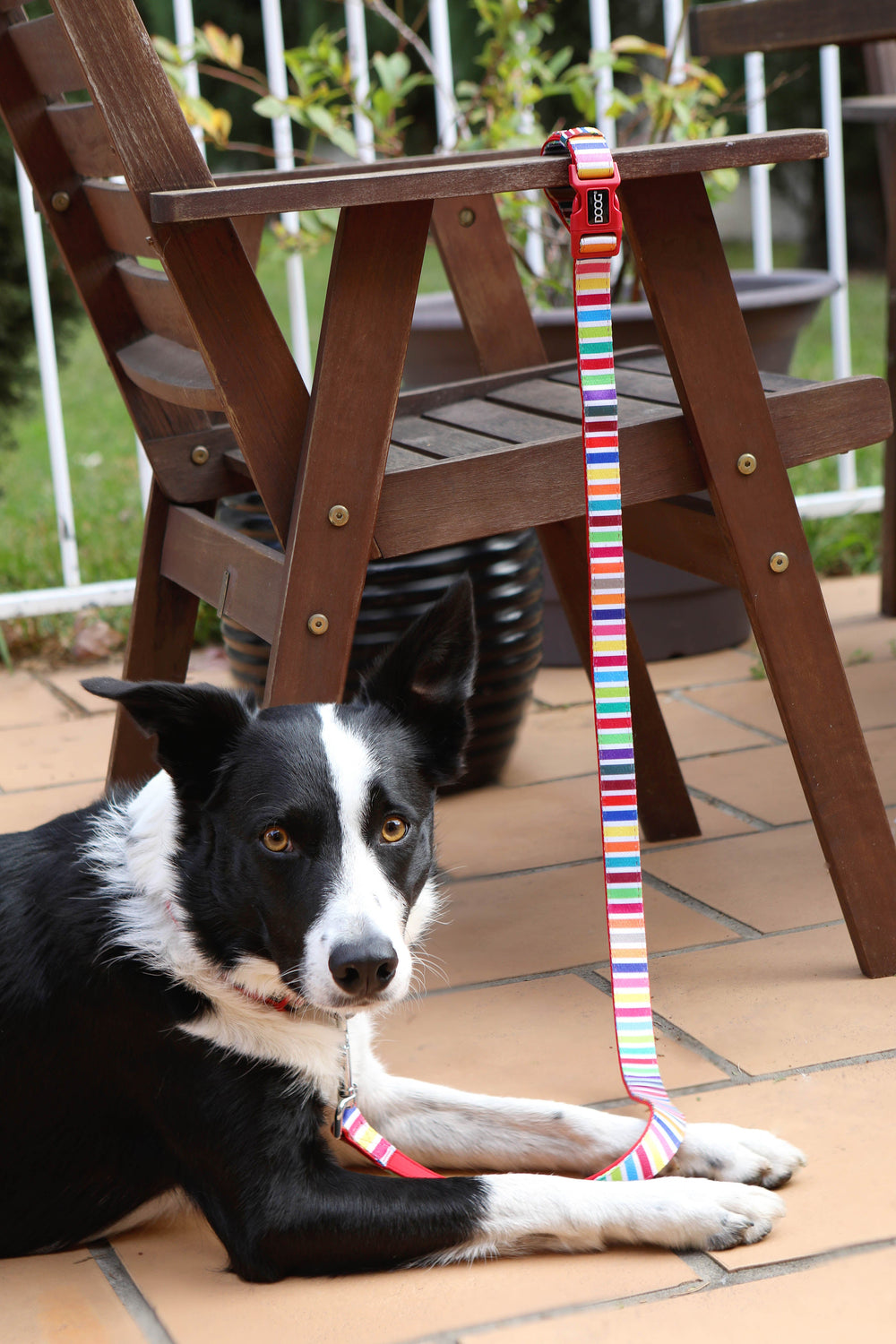 Schwarzer Hund mit weißen Akzenten liegt auf gepflastertem Boden, bunte Hundeleine am Holzstuhl befestigt.