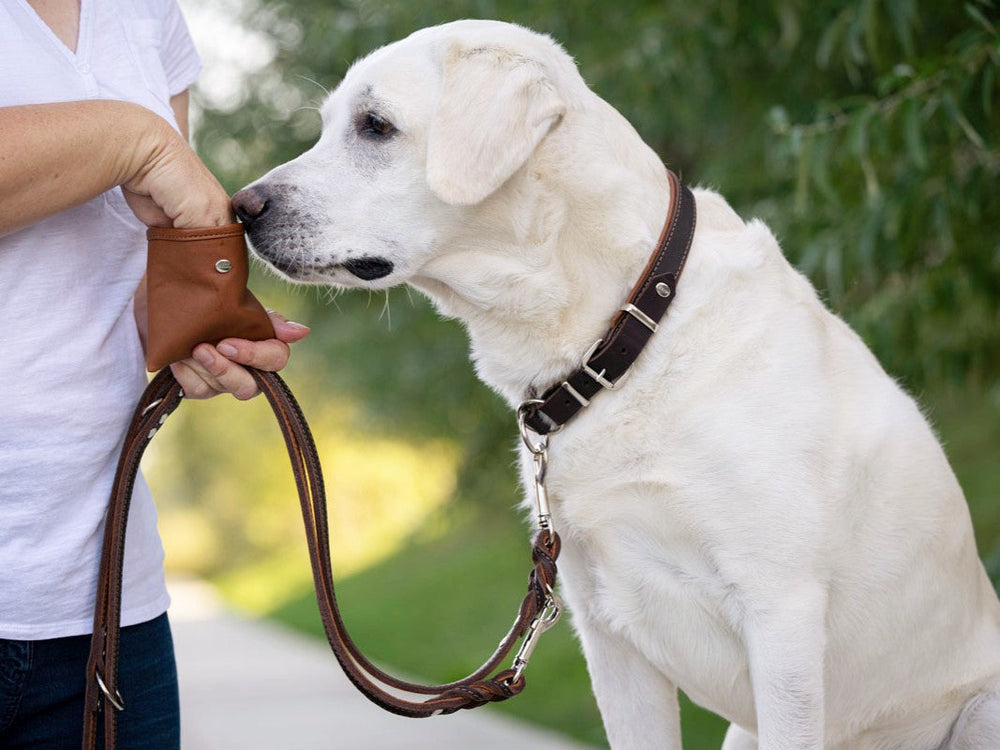 Person mit Labrador-Hund an der Leine, trägt einen hellen Pullover und hält einen Leckerli-Beutel in der Hand.