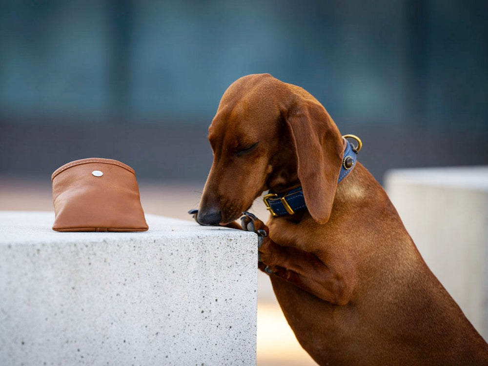 Brauner Dackel schnüffelt an grauer Betonoberfläche neben brauner Geldbörse mit blauem Halsband.