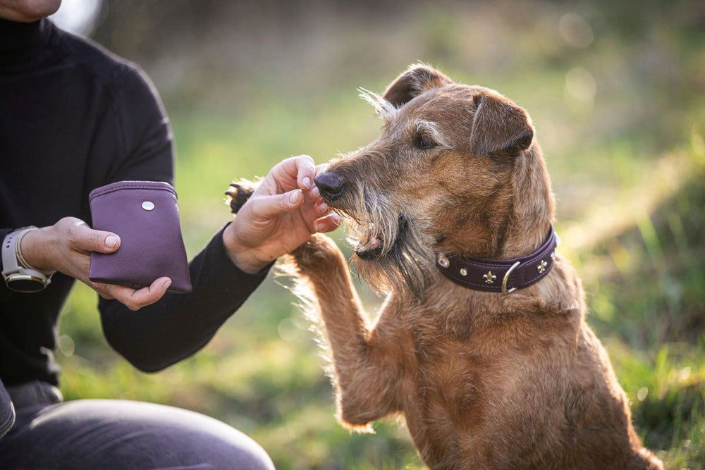 Hund nimmt Leckerli von einer Person, die eine lila Geldbörse hält, vor grünem Hintergrund.