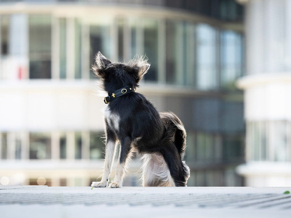 Kleiner Hund mit schwarzem Fell und weißem Halsband blickt von einem erhöhten Punkt auf moderne Gebäude.