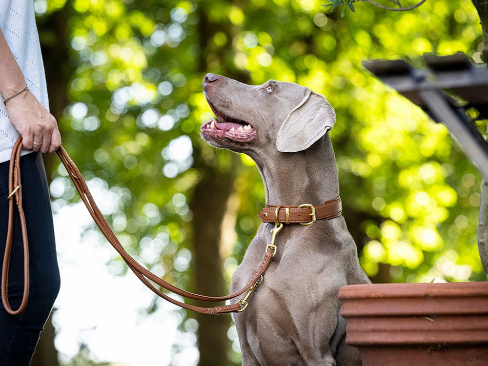 Grauer Weimaraner-Hund mit braunem Halsband und Leine, aufmerksam vor grünen Bäumen stehend.