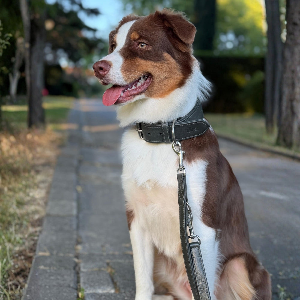 Braun-weißes Hundebild mit Leder Führleine Classic Soft im parkähnlichen Bereich, umgeben von Bäumen. Hund wirkt freundlich.