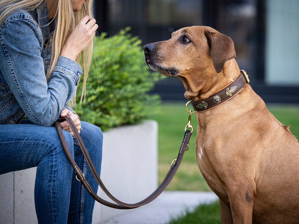 Frau spricht mit einem mittelgroßen, braunem Hund, der ein goldenes Halsband trägt, auf modernem Platz.