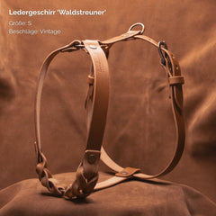 "Ledergeschirr Waldstreuner in S, robustes hellbraunes Leder, verstellbare Riemen und geflochtene Schnalle für Hunde."