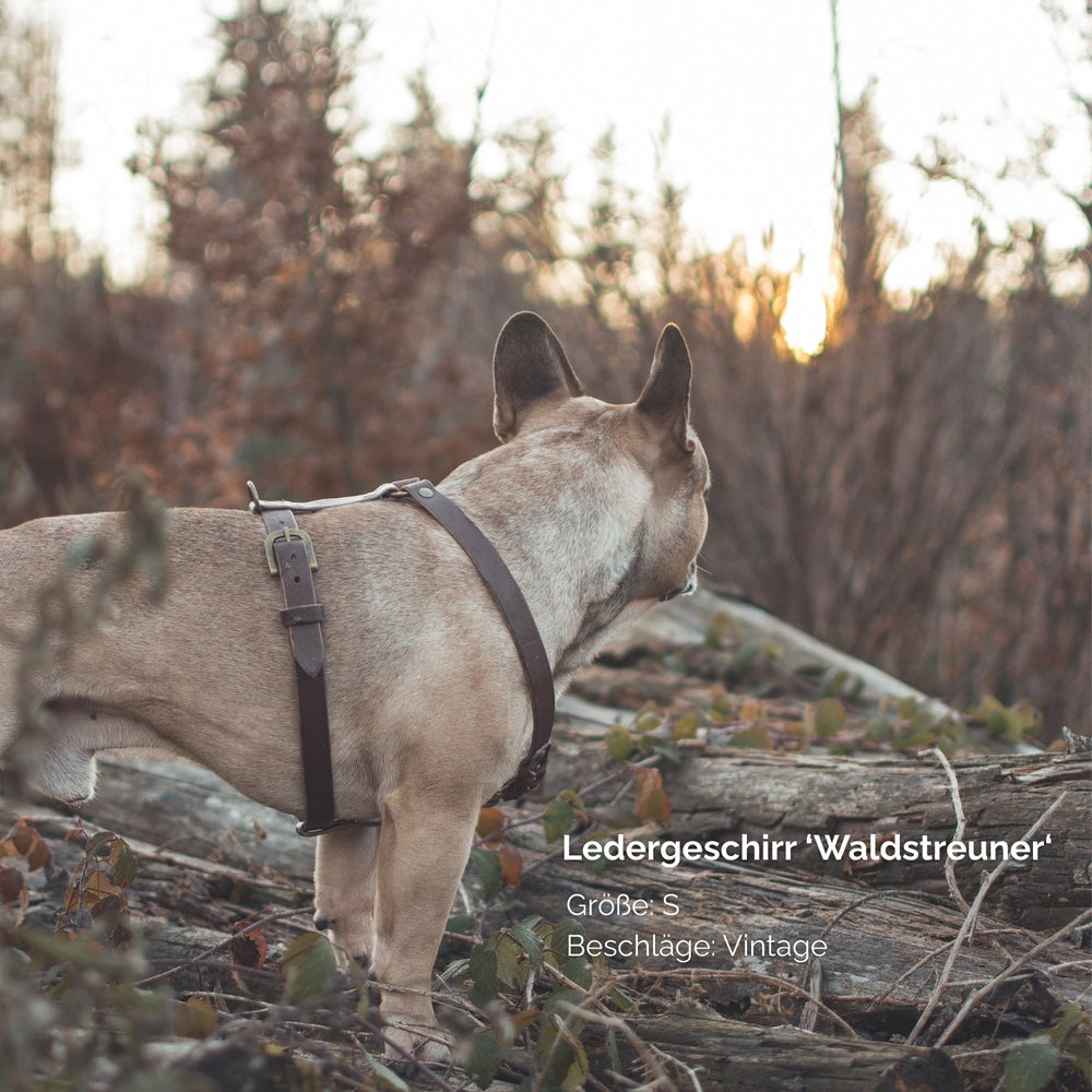 Hund im Vintage-Ledergeschirr „Waldstreuner“ in natürlicher Umgebung mit Bäumen und sanfter Vegetation.