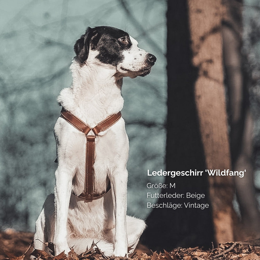 Hund mit beigem Ledergeschirr 'Wildfang' in natürlicher Umgebung, umgeben von Bäumen.