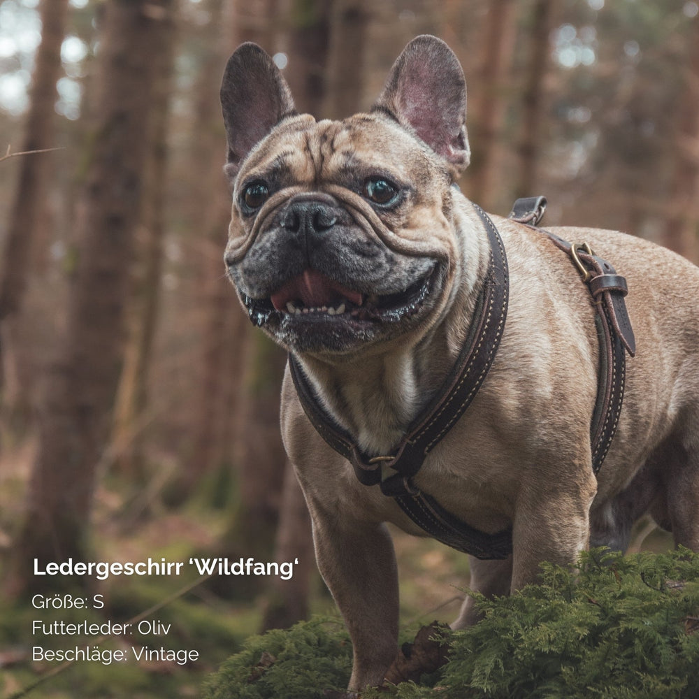 Französische Bulldogge im Wald mit olivfarbenem Ledergeschirr WILDFANG und Vintage-Beschlägen.
