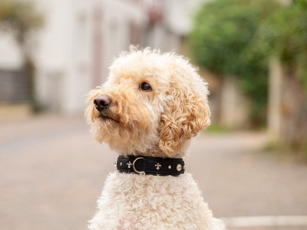 Lockiger, hellbeiger Hund mit schwarzem Halsband schaut aufmerksam zur Seite in unscharfer Umgebung.