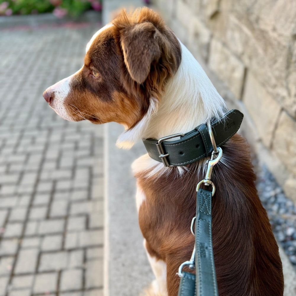 Hund mit braun-weißem Fell trägt ein Lederhalsband Classic Soft vor einer steinernen Wand und gepflastertem Weg.