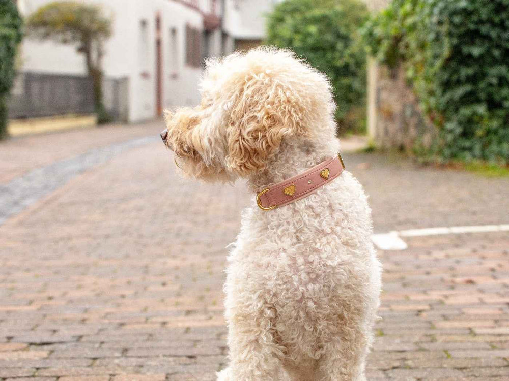 Hund mit lockigem, hellem Fell sitzt an einem gepflasterten Weg, trägt rosa Halsband mit goldenem Herzen.