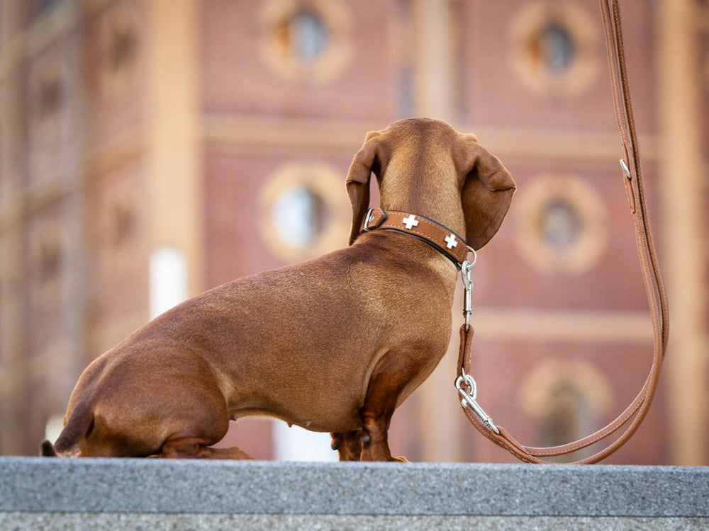 Brauner Dackel auf grauem Stein, trägt Halsband mit Schweizer Kreuz aus Nubukleder, unscharfer Hintergrund.