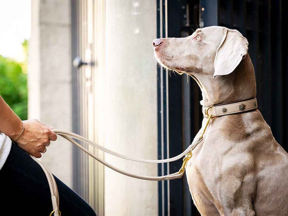 Hund mit grauem Fell trägt ein dekoratives Halsband, während die Leine von einer Person gehalten wird.