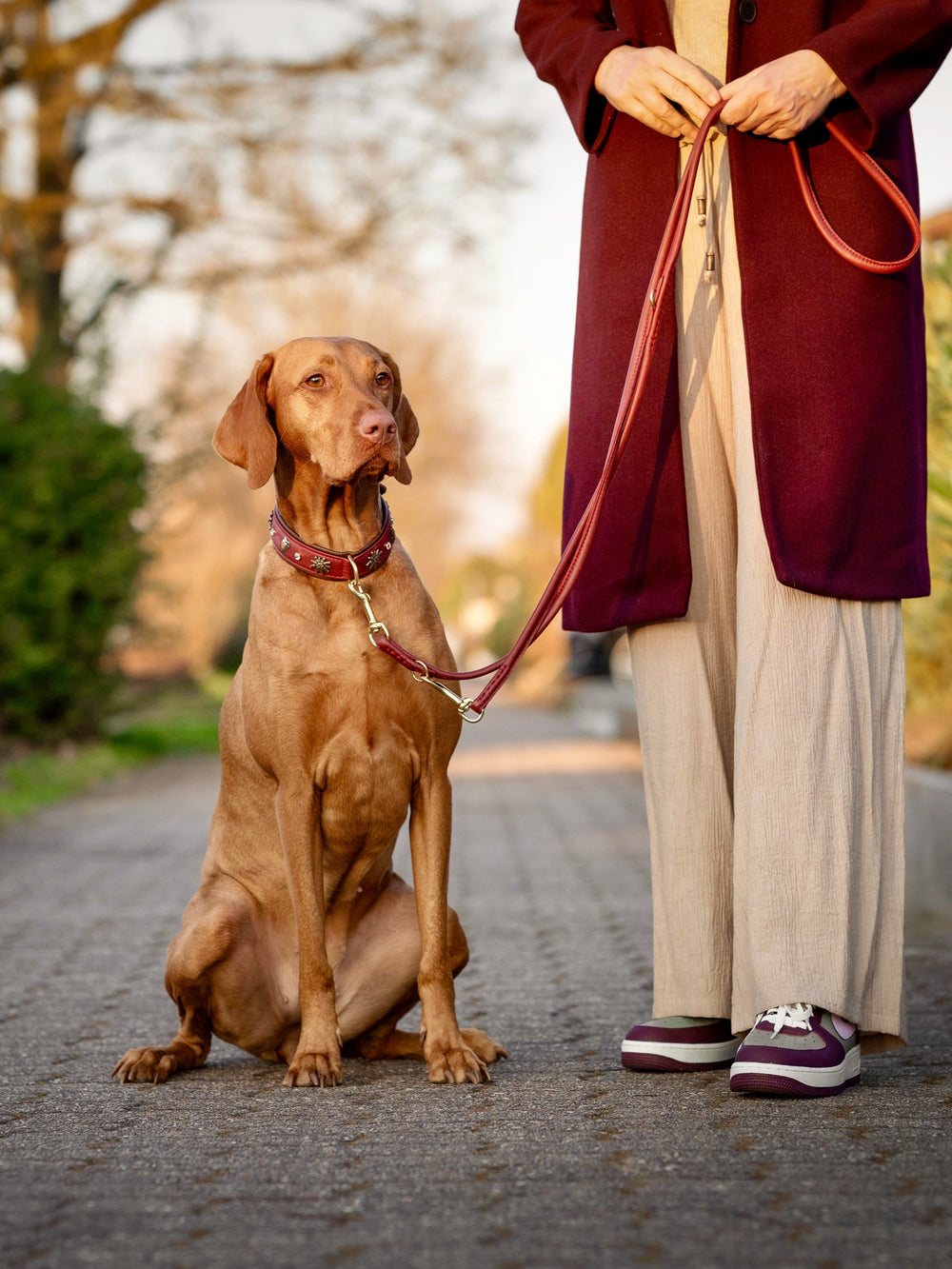 Brauner Hund an Leine, gehalten von Person in burgunderfarbener Jacke, entspannt auf Gehweg sitzend.