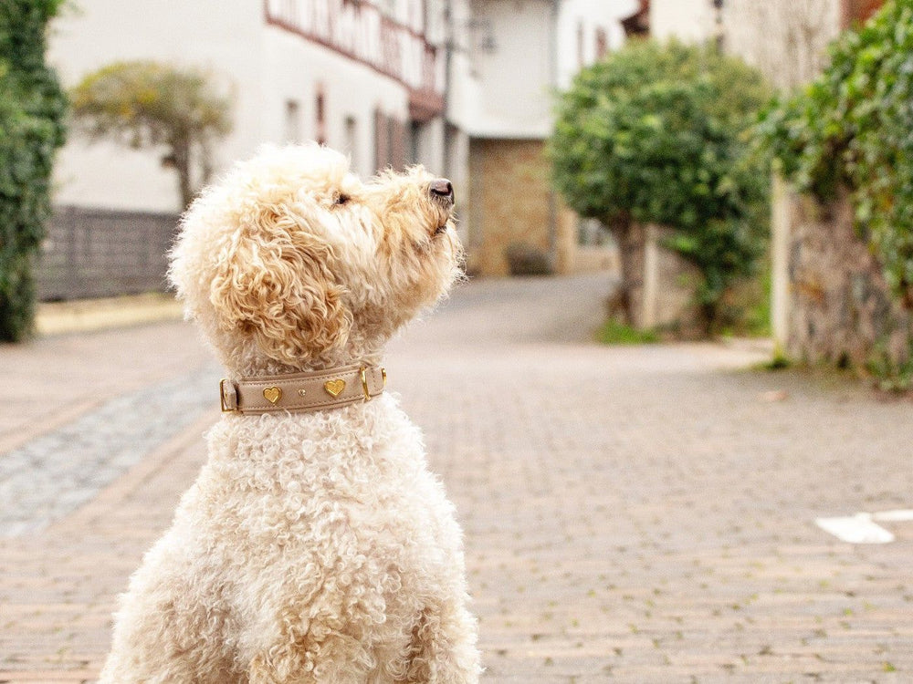 Heller lockiger Hund mit Herzchen-Halsband sitzt auf einer gepflasterten Straße, unscharfe Gebäude im Hintergrund.