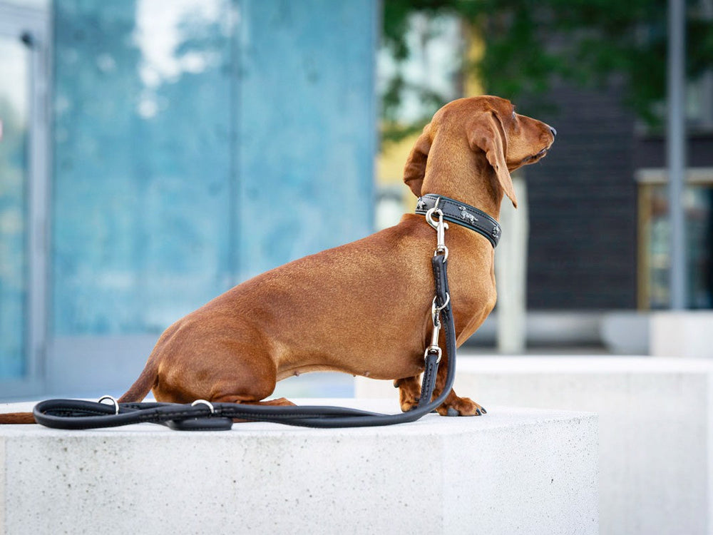 Brauner Dackel auf weißem Podest mit schwarzem Halsband und Leine, verschwommener Hintergrund mit Menschen und Bäumen.