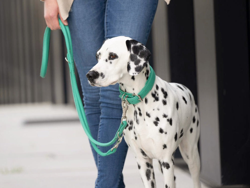 Person führt Dalmatiner mit grüner Leine; Hund hat charakteristisches schwarz-weißes Fell.