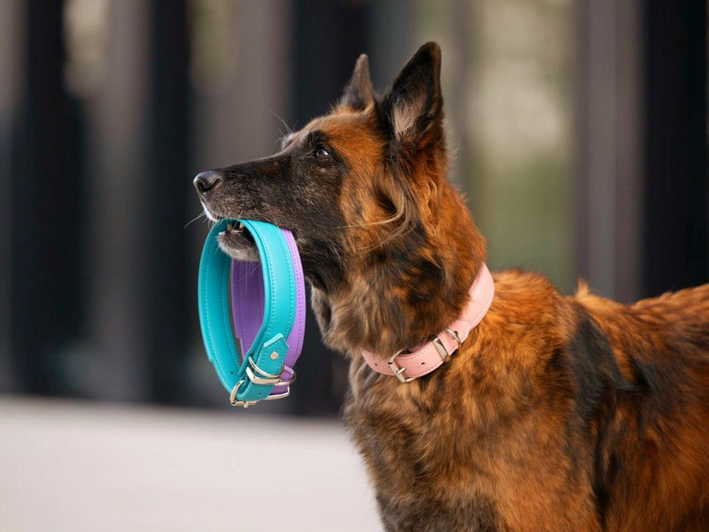 Brauner Hund mit pinkem Halsband hält ein türkisfarbenes Hundehalsband im Mund.