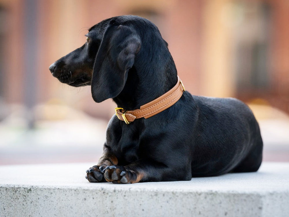 Schwarzer Dachshund auf grauem Sockel mit braunem Halsband, vor einem unscharfen, warmen Stadt-Hintergrund.