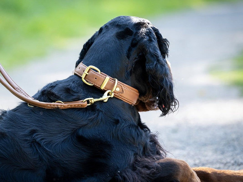 Hund mit braunem Lederhalsband auf einem schmalen Weg in grüner Naturlandschaft.