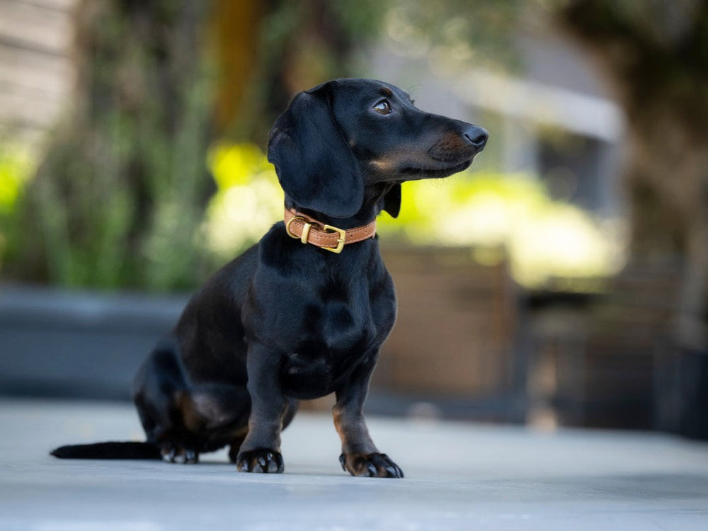 Schwarzer Dackel mit hellem Halsband sitzt in sonniger Umgebung zwischen unscharfen Pflanzen.