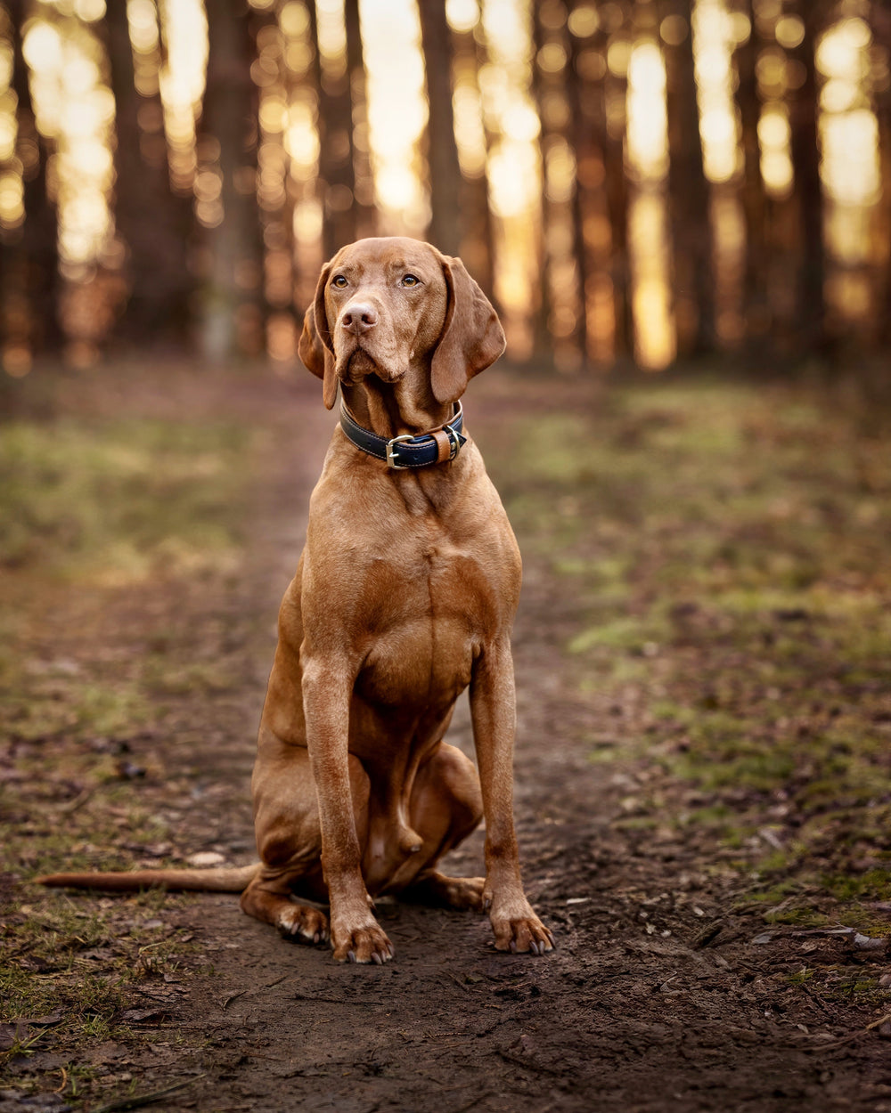 Vizsla-Hund sitzt entspannt auf einem Waldweg, umgeben von sanftem Licht und Bäumen, trägt Halsband Klassik Soft Royal.