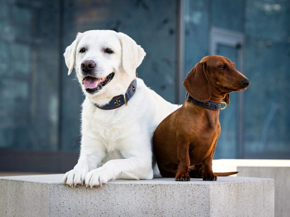 Zwei Hunde, ein Labrador Retriever und ein Dackel, sitzen auf einem Betonblock und tragen das Halsband Lord & Lady.