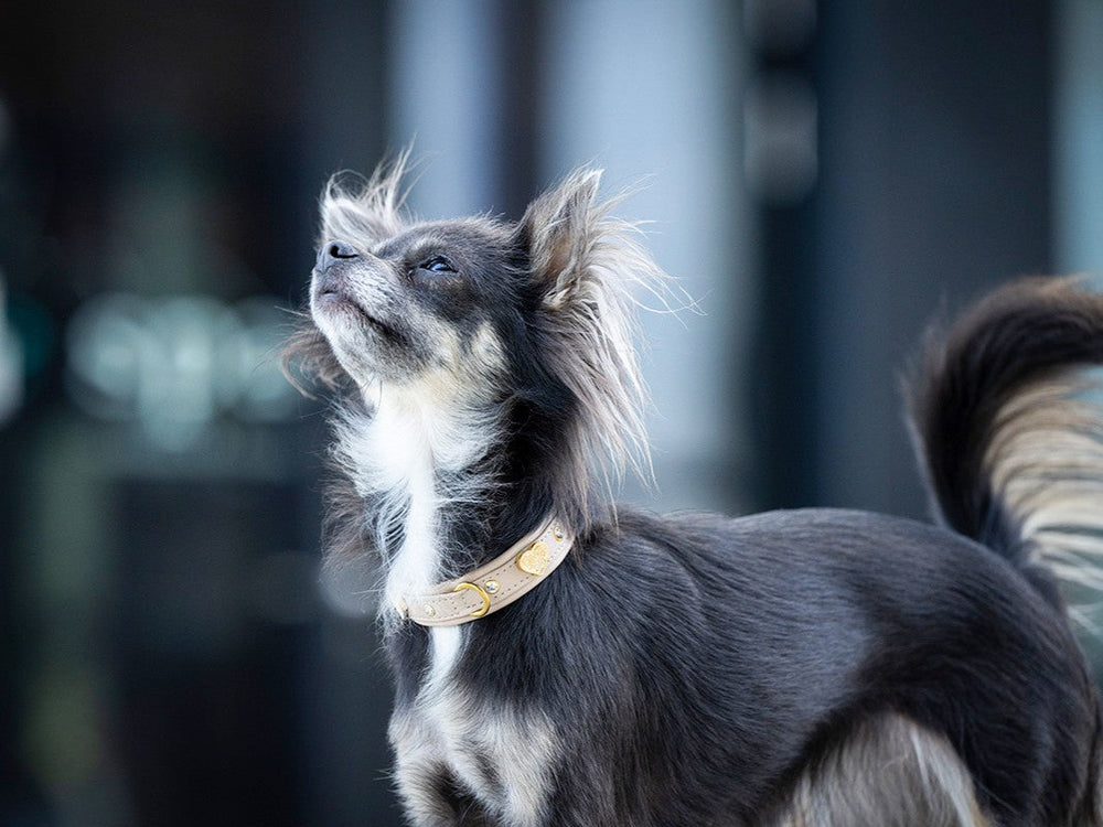 Kleiner Hund mit glänzendem Fell trägt ein auffälliges Halsband, Blick nach oben in unscharfem Stadt-Hintergrund.