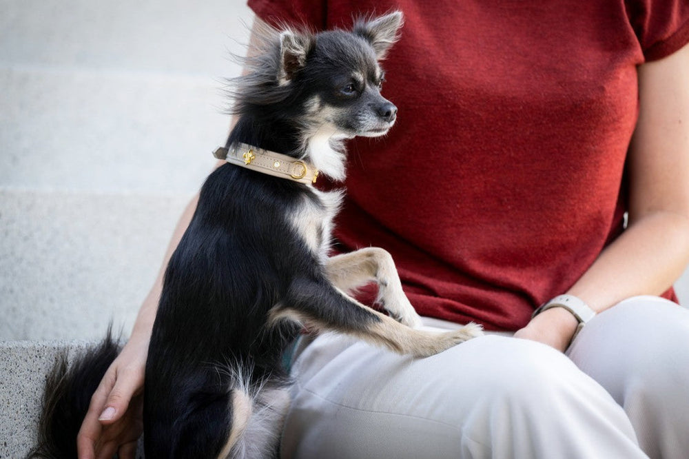 Kleiner schwarzer Chihuahua mit Halsband sitzt neben einer Person in roter Bluse auf der Treppe.