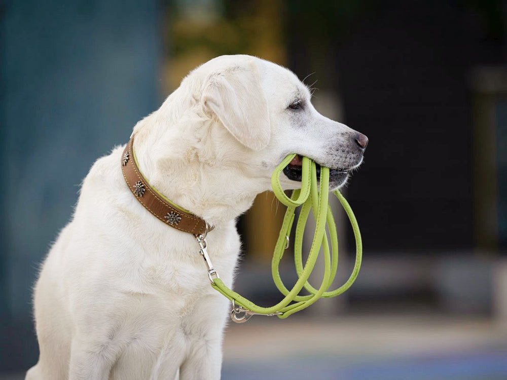 Weißen Labrador mit braunem, verziertem Halsband hält grüne Hundeleine im Maul, Hintergrund unscharf.