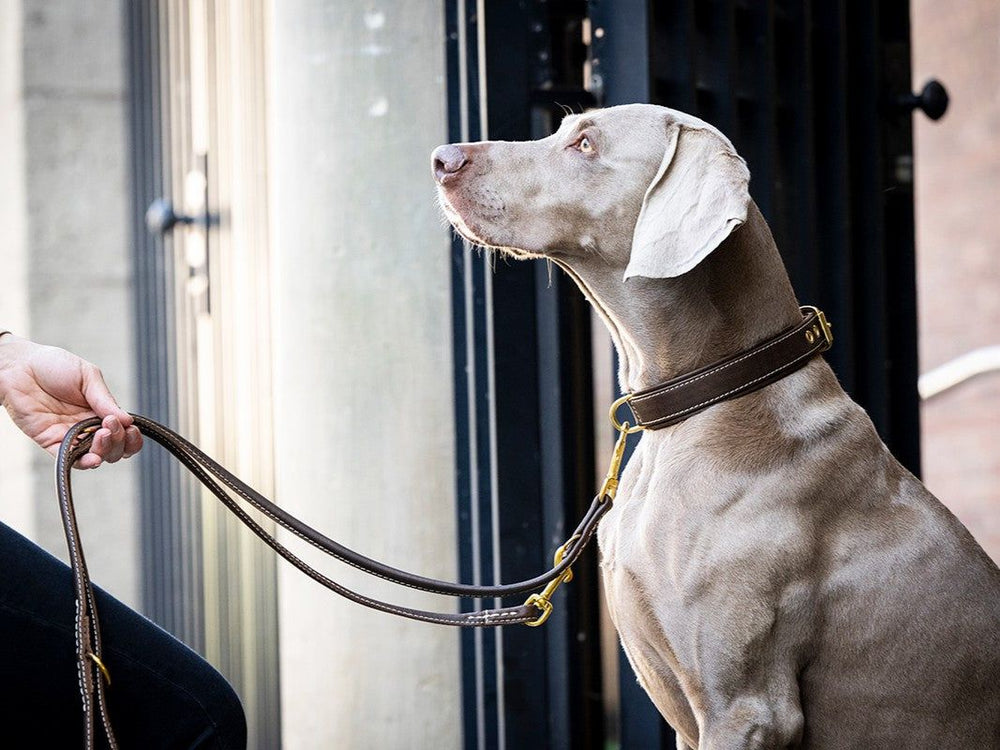 Grau gefärbter Hund in aufmerksamer Haltung an leuchtendem Halsband und Leine, während er zu seinem Halter aufschaut.