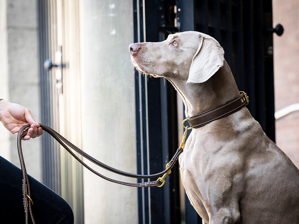 Grau gefärbter Hund in aufmerksamer Haltung an leuchtendem Halsband und Leine, während er zu seinem Halter aufschaut.