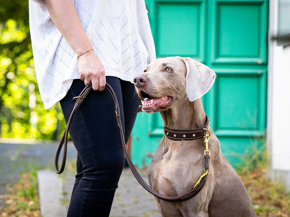 Person mit braunem Halsband an grauem Weimaraner-Hund bei einem Spaziergang.